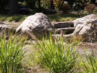 Grasses and large boulders create a natural backyard landscape in Bellevue, WA