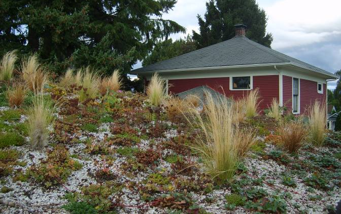 Residential landscaper in Everett installs green roof