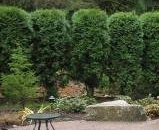 Bushes planted for privacy barrier by landscape company, Environmental Construction