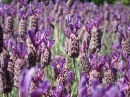 Close up of lavender